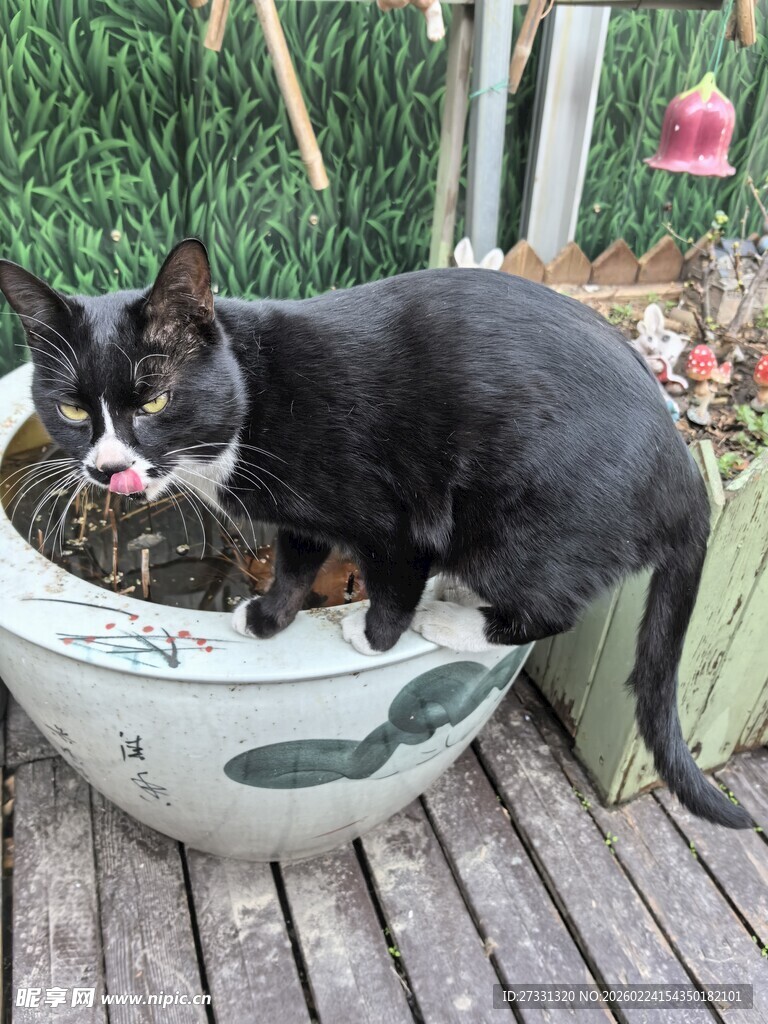 黑猫趴坐别致花盆中