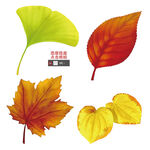 手绘枫叶