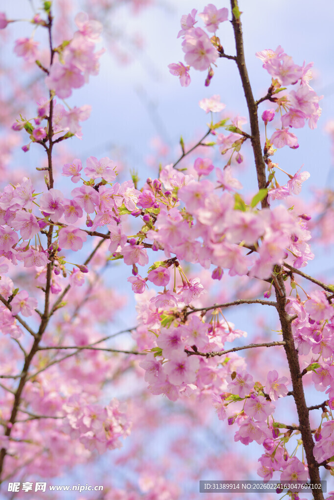 烂漫樱花枝头绽放