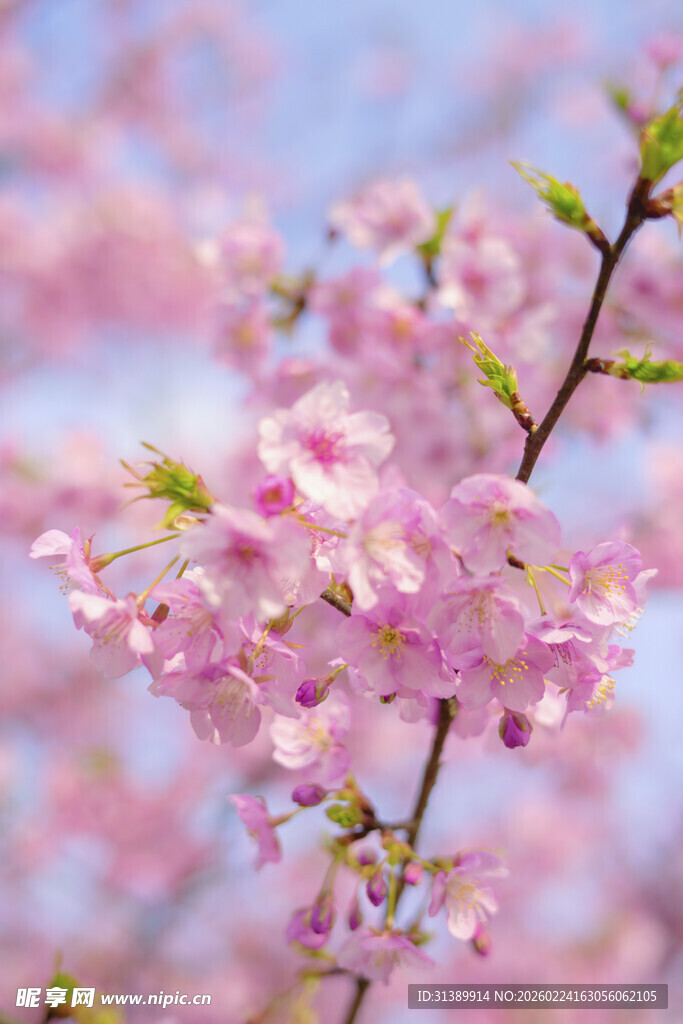 粉嫩樱花枝头绽放