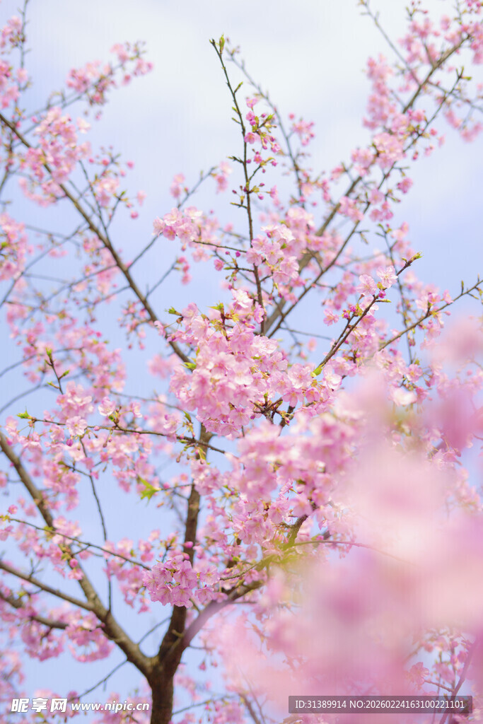 春日烂漫樱花绽放枝头