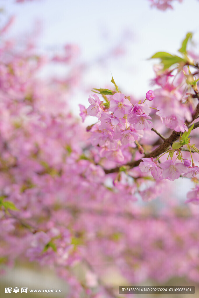 烂漫樱花枝头绽放