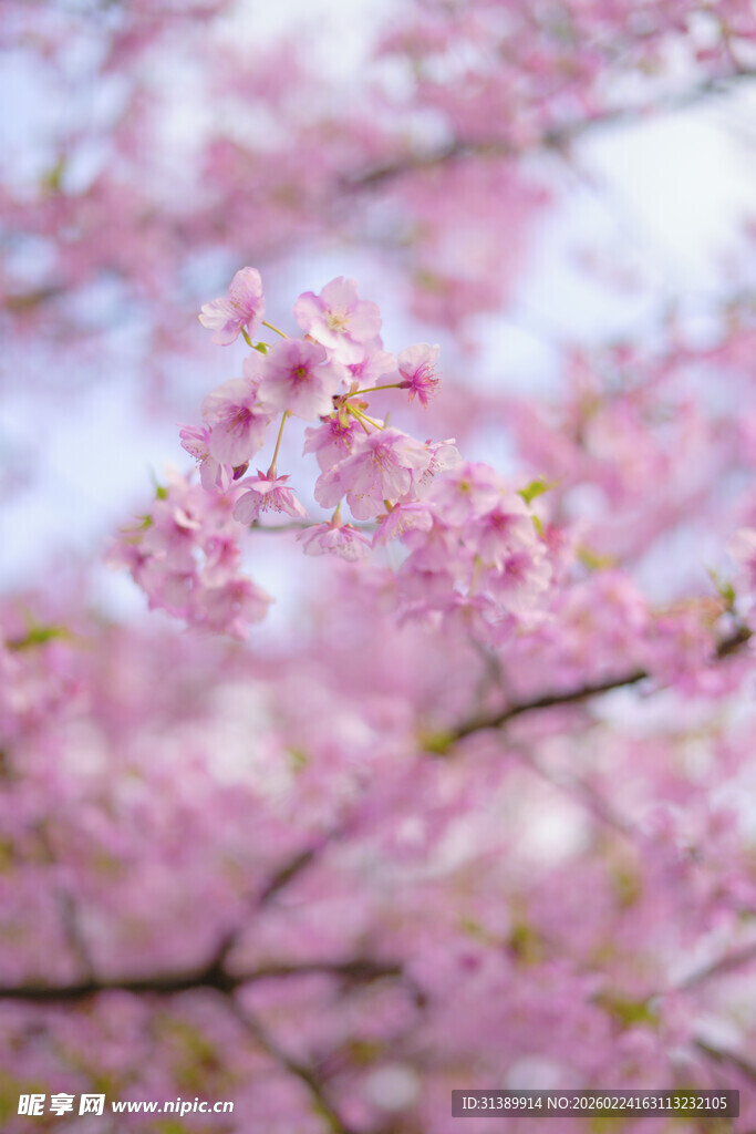 烂漫樱花枝头绽放