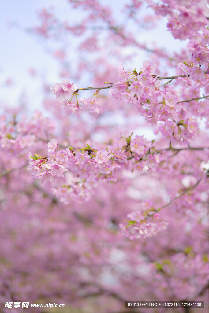 烂漫樱花绽放枝头