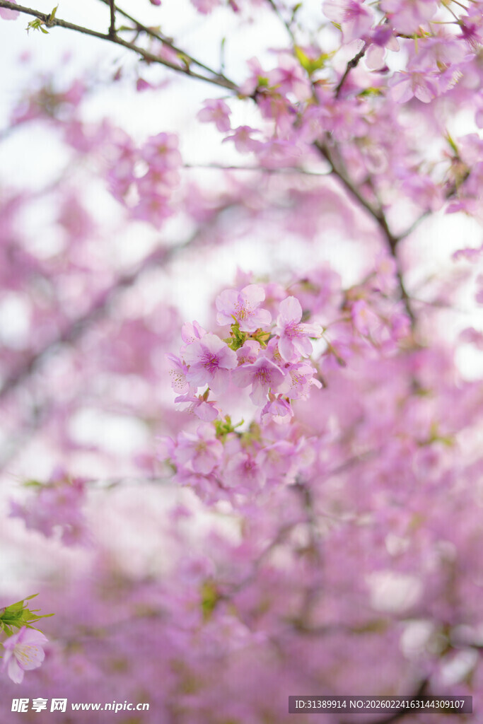 烂漫樱花绽放枝头