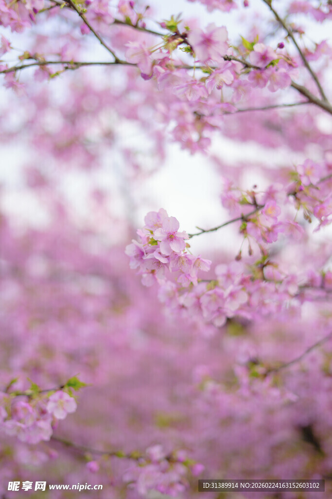 烂漫樱花绽放枝头
