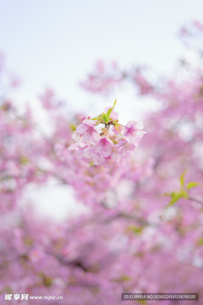 烂漫樱花绽放枝头