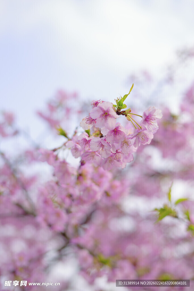 烂漫樱花绽放枝头