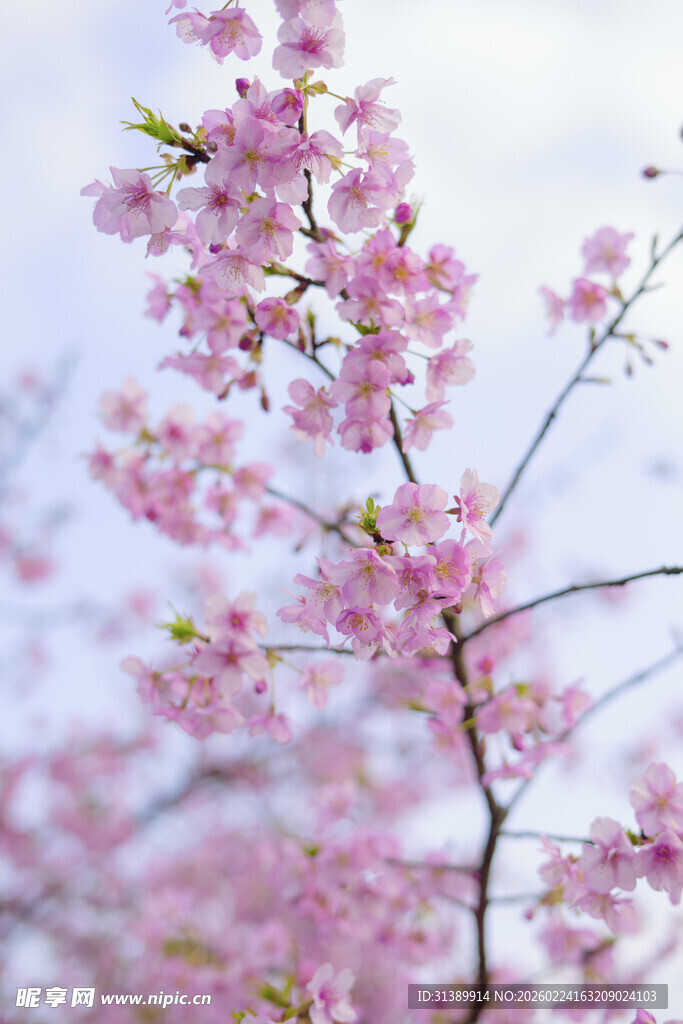 春日烂漫樱花枝头绽放