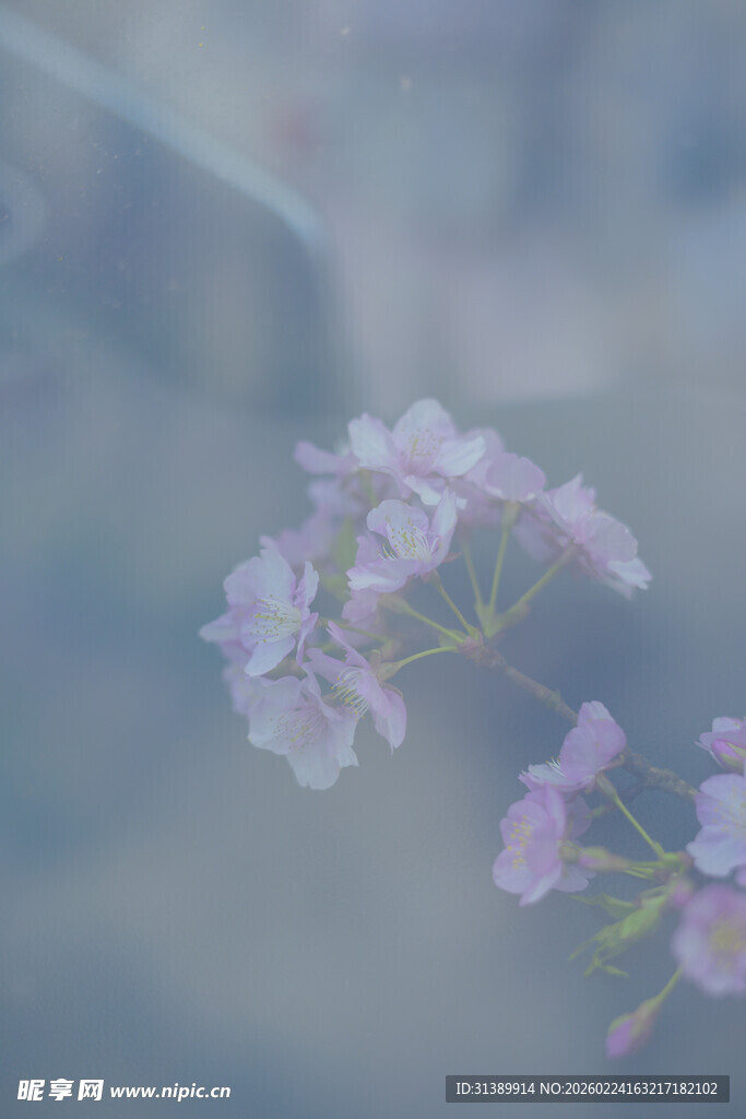 梦幻淡粉花卉特写