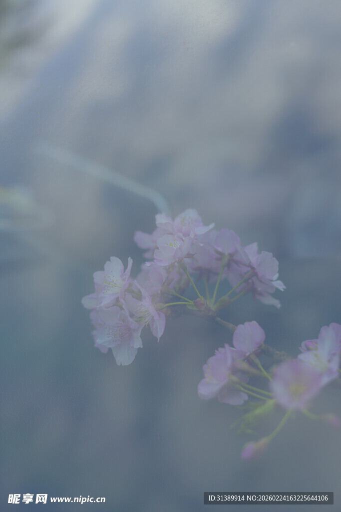 梦幻淡粉小花绽放