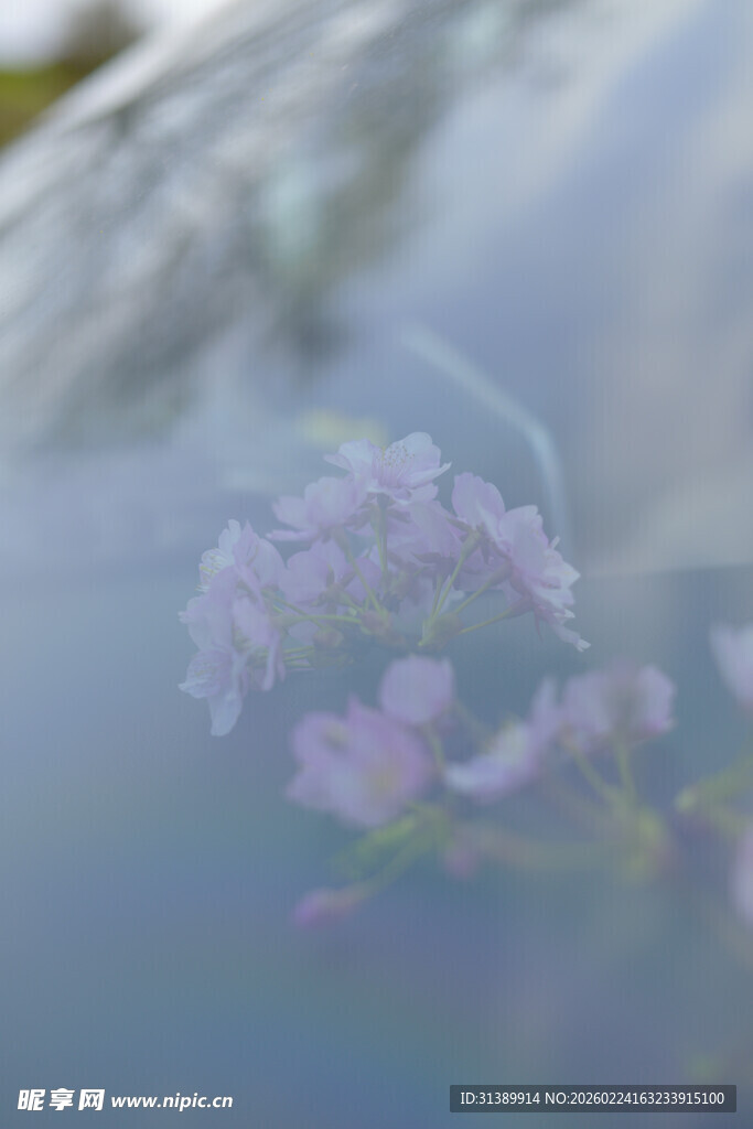 车窗映出的梦幻紫色花朵