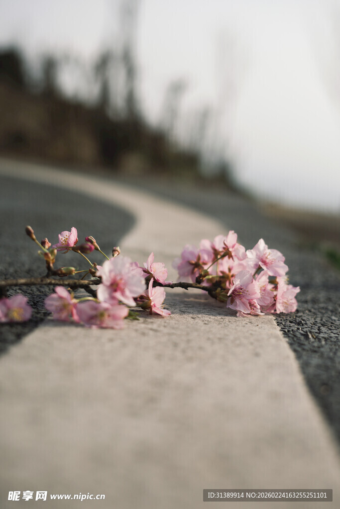路边绽放的粉嫩樱花枝