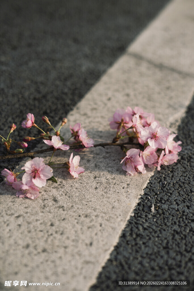 落花于灰白路面的景致