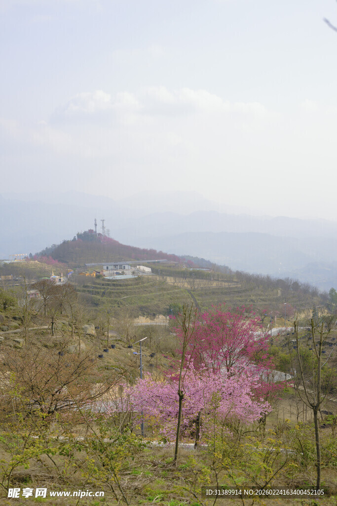山间烂漫粉花绽放美景