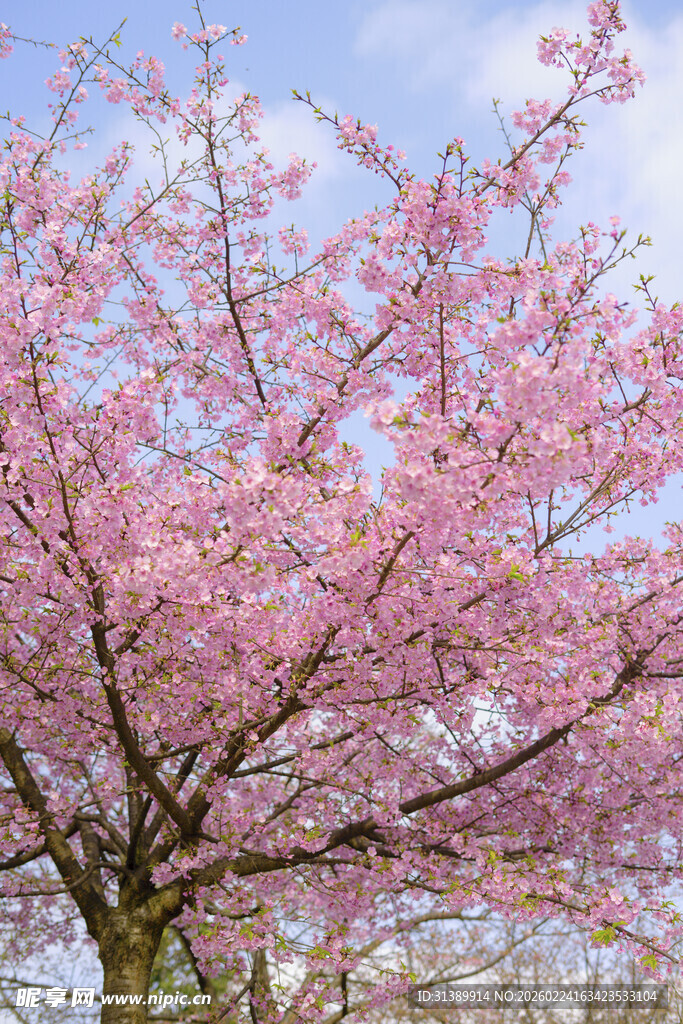 盛开的粉色樱花树
