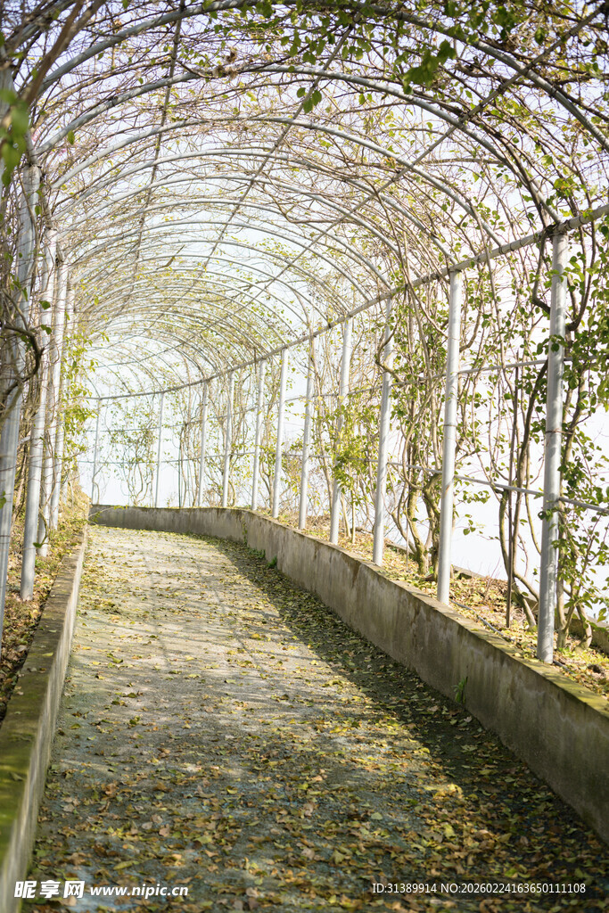 秋日藤蔓覆盖的幽静长廊