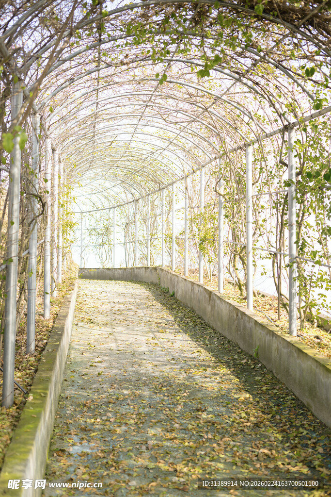 藤蔓覆盖的浪漫拱形长廊