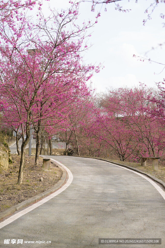 粉色花树环绕的蜿蜒小路