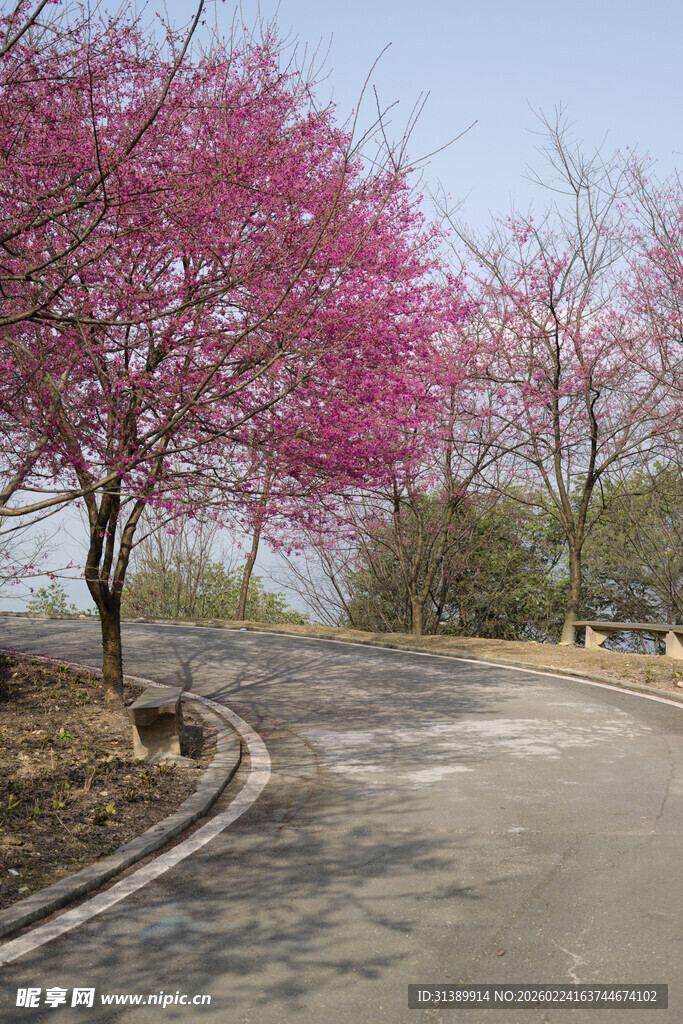 春日繁花盛开的蜿蜒道路