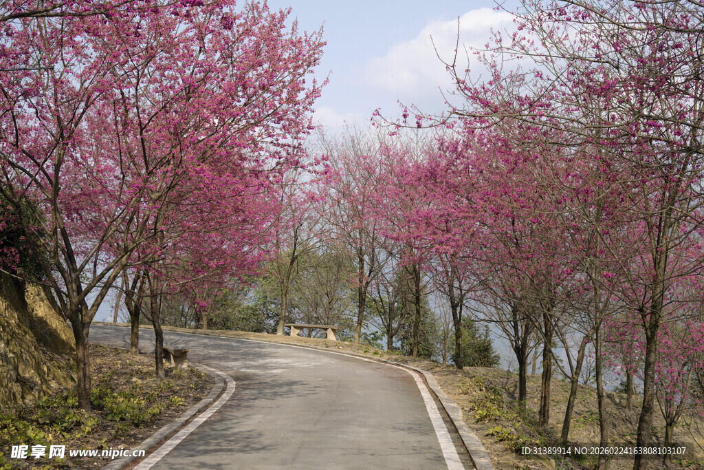 春日繁花路 樱花