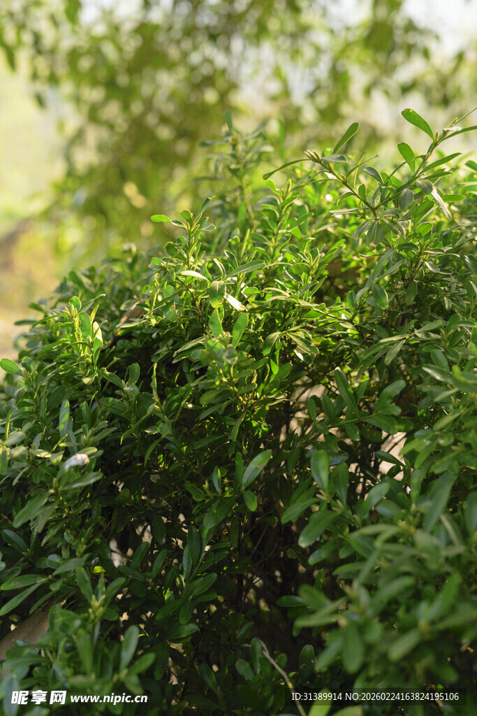 翠绿繁茂的植物景观