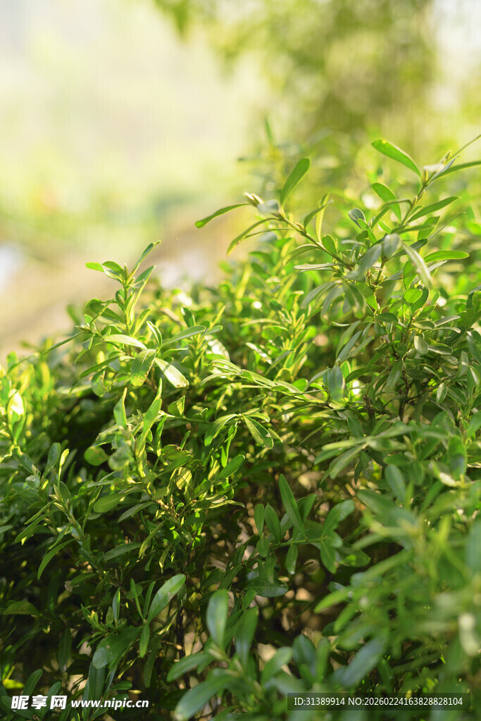翠绿繁茂的草本植物