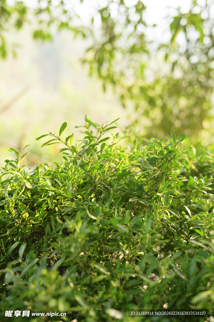 翠绿生机盎然的植物景观