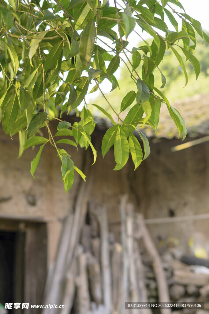 乡村旧屋旁的繁茂绿植