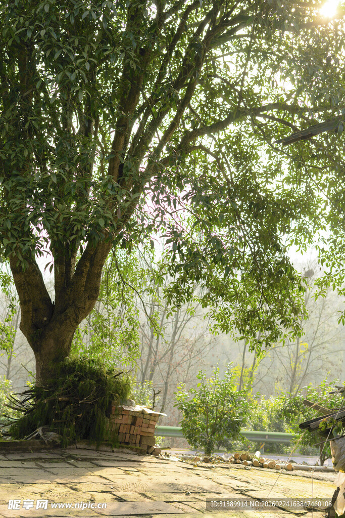 阳光下的繁茂大树