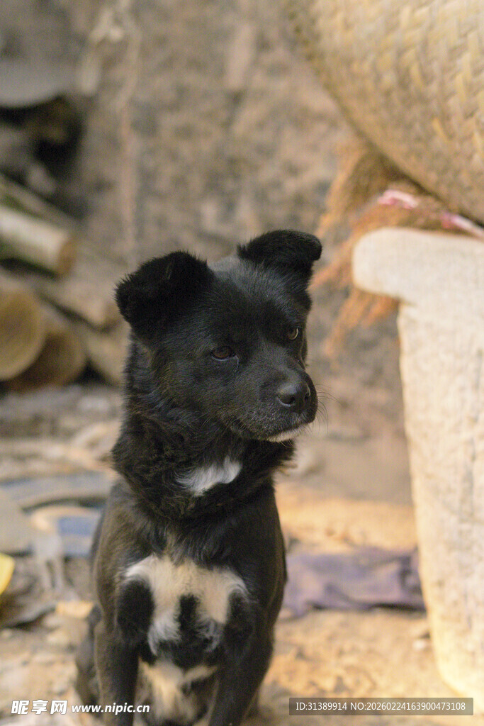 小黑狗坐于杂乱环境中