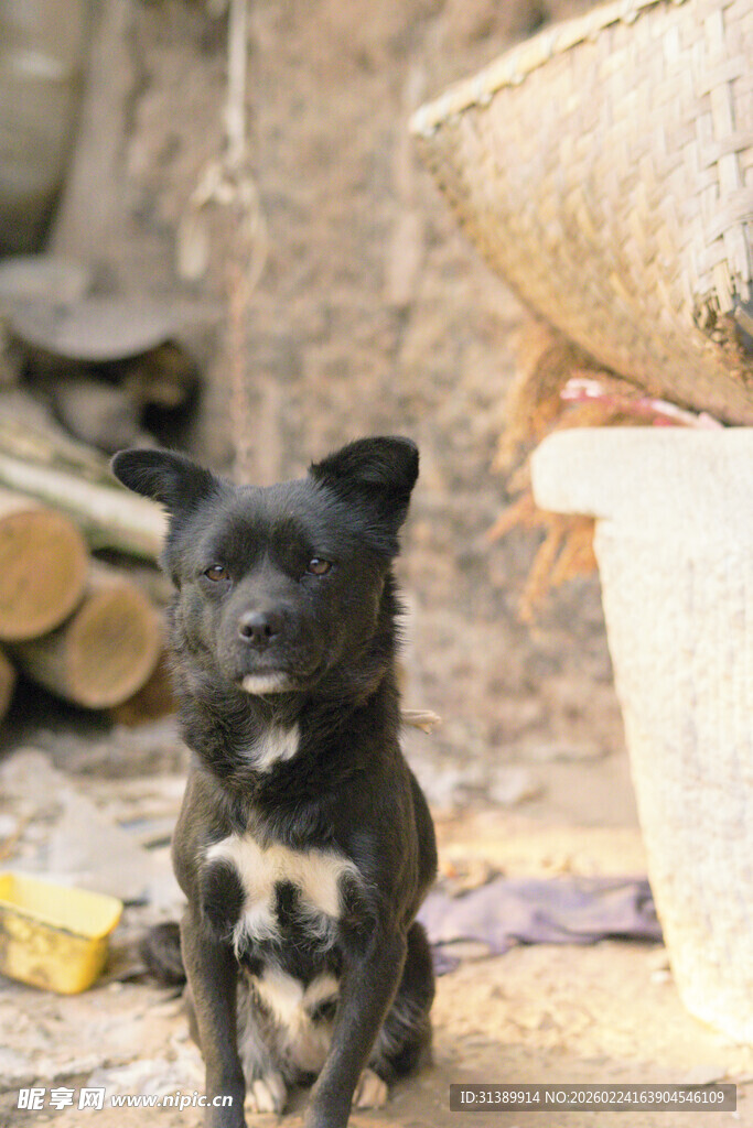 小黑狗蹲坐于杂物旁