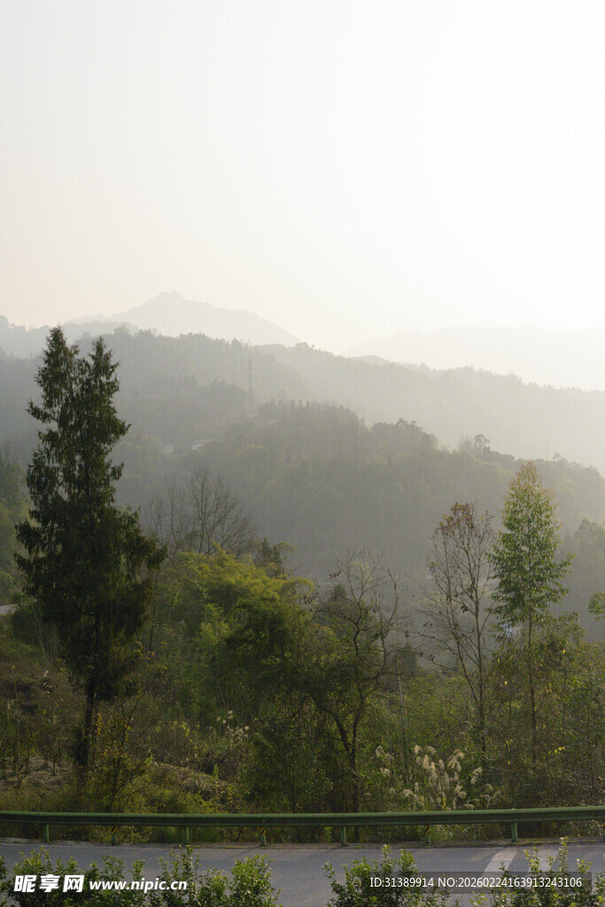山间公路旁的葱郁树林