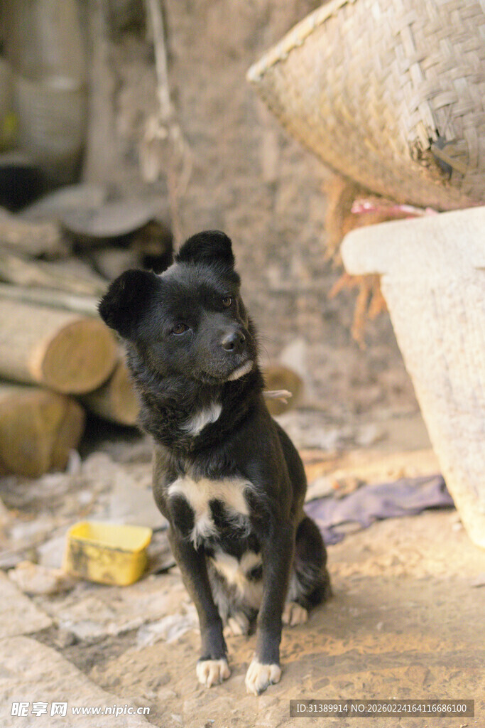 蹲坐的黑白小狗