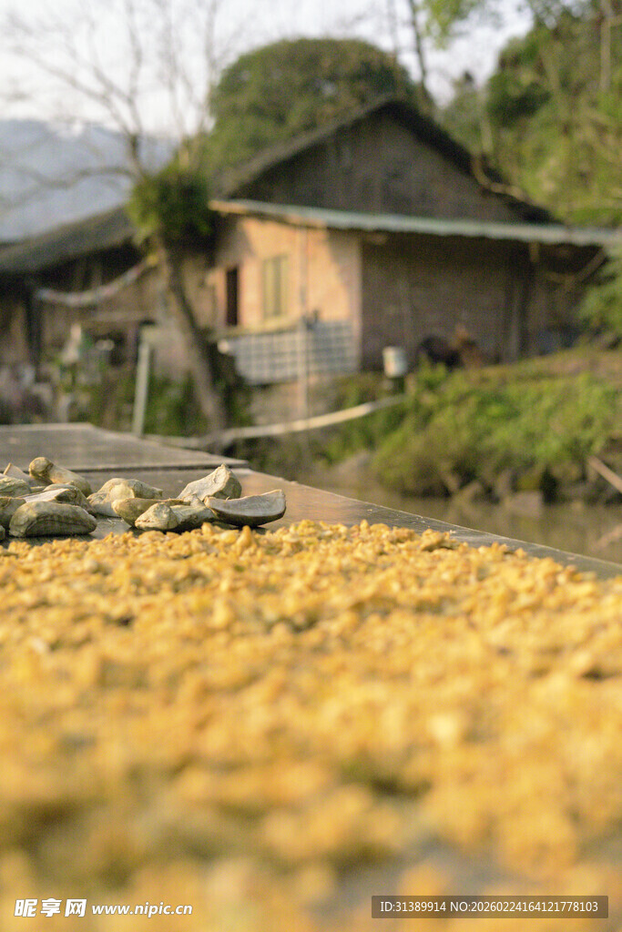 乡村晒秋景象 古朴农舍前