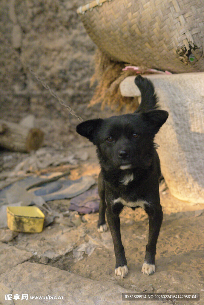 流浪黑狗在杂乱环境中