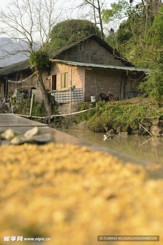 乡村小屋旁的金黄稻田