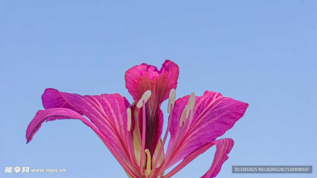 娇艳粉色花朵绽放蓝天