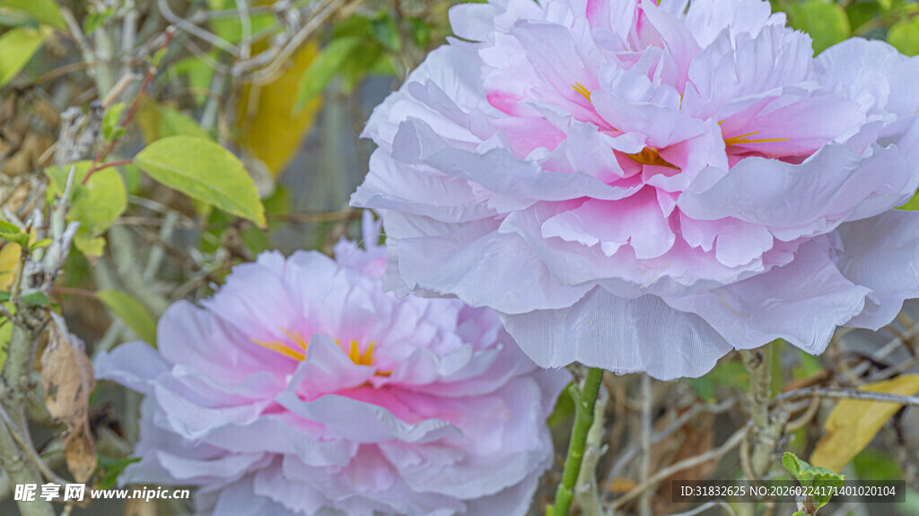 粉白娇艳花朵绽放