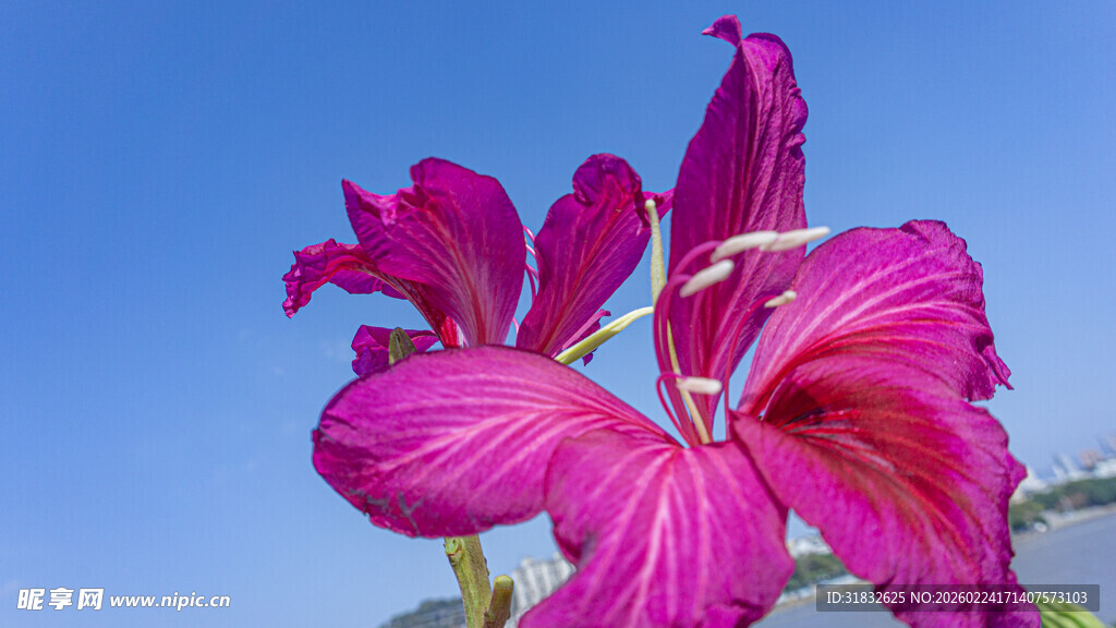 艳丽紫花绽放蓝天之下