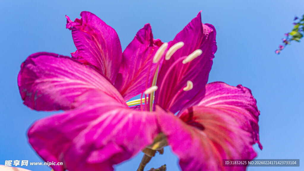 艳丽粉紫扶桑花特写