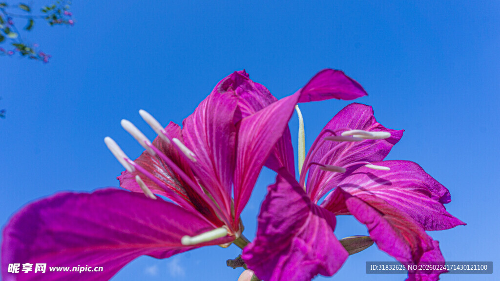艳丽紫荆花绽放蓝天