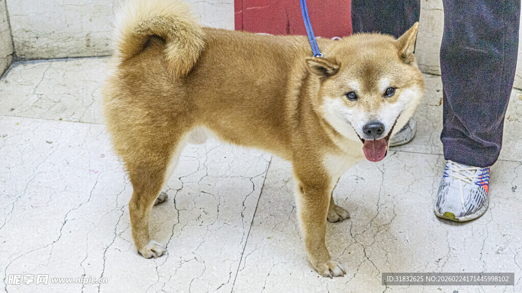 可爱柴犬被人牵绳站立