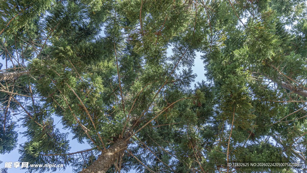 仰视茂密松树树冠