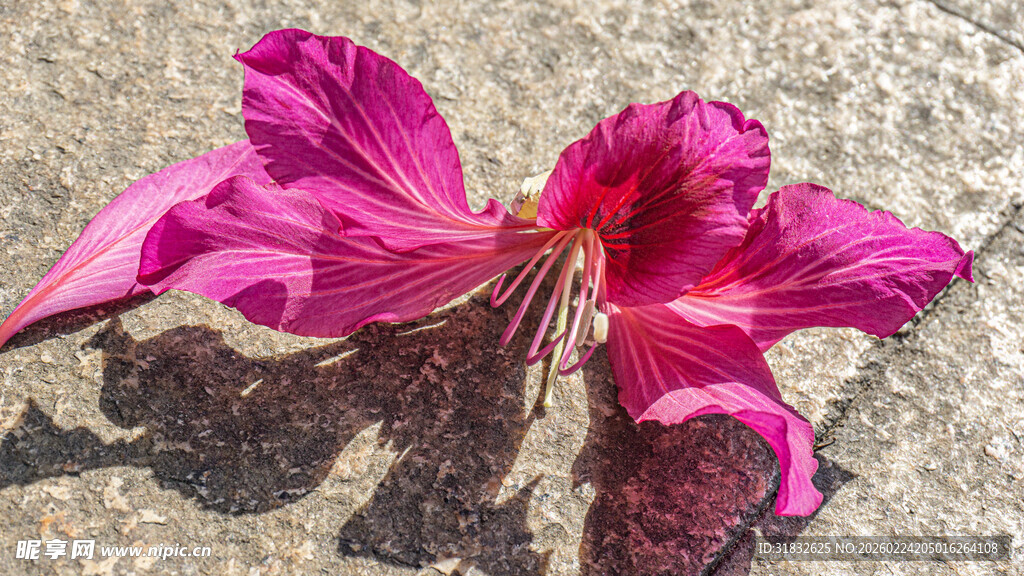娇艳绽放的粉色花朵
