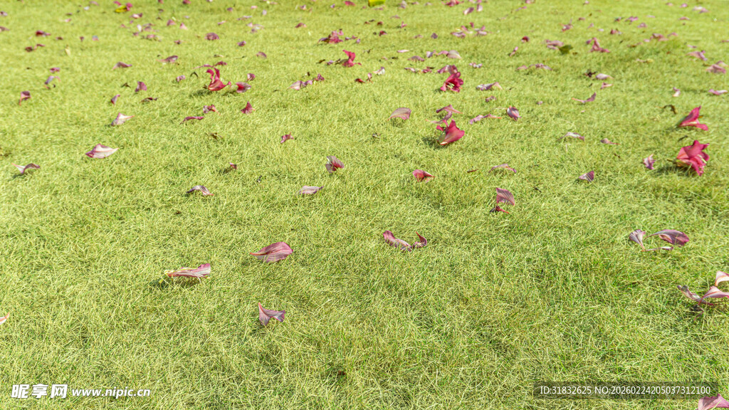 草地上散落的缤纷花瓣