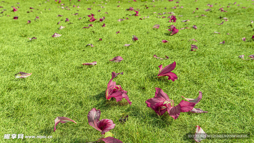 绿草上散落的粉色花瓣