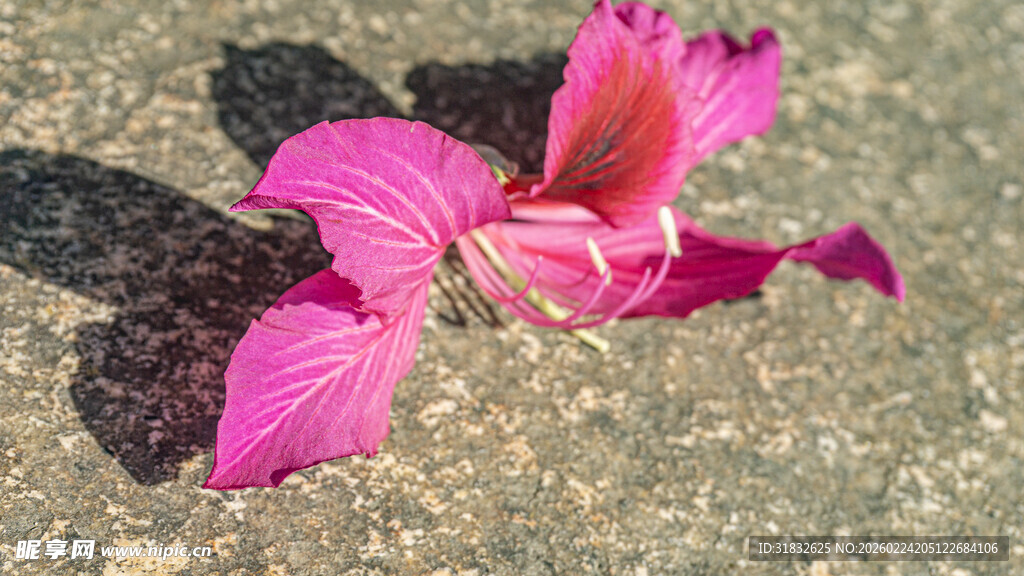 洋紫荆 地上绽放的粉色美丽花朵