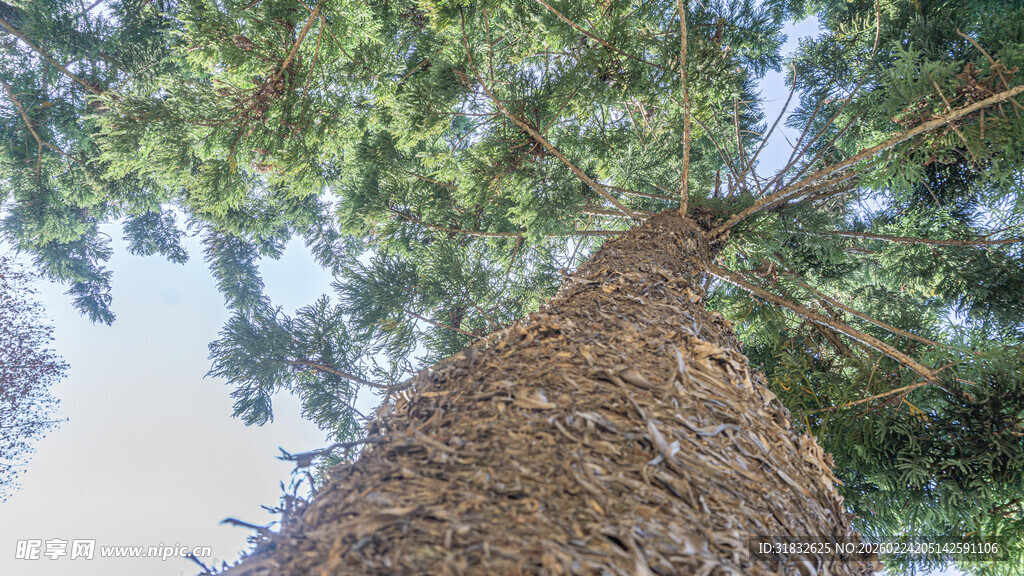 仰望参天巨树的壮观景象