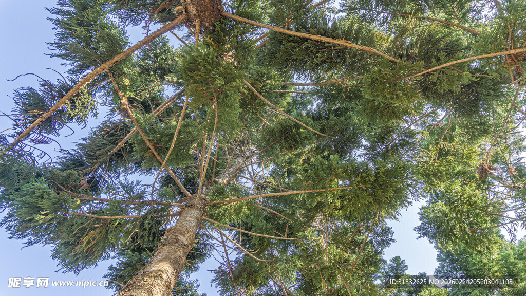 仰视茂密松树树冠